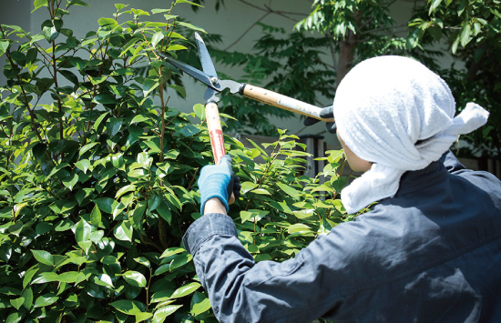 植木のお手入れ